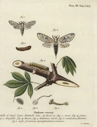 Leopardenmotte, Zeuzera pyrina