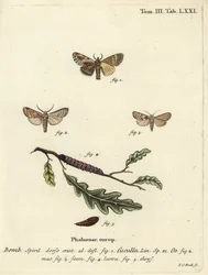 Ahorn-Raupe und Herzmotte