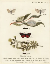 Müller-Motte, Acronicta leporina 1-5, und Zinnober-Motte, Tyria jacobaeae 6-8. Handkolorierter Kupferstich von Johann Carl Bock nach Eugenius Johann Christoph Espers Die Schmetterlinge in Abbildungen nach der Natur, Erlangen