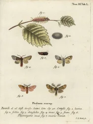Haselnuss-Raupe und Feder-Prominent