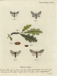 Eichenprozessionsspinner, Thaumetopoea processionea