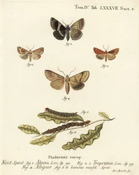 Passagiermotte, Dysgonia Algira, Dun-Bar, Cosmia Trapezina, Doppel-Dart oder Wahrsager, Graphiphora Augur, Larven