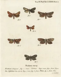 Pharmacis carna 2-4, Orange-Swift, Triodia sylvina 5,6, und Gold-Swift, Phymatopus hecta 7. Handkolorierter Kupferstich von Johann Carl Bock nach Eugenius Johann Christoph Espers Die Schmetterlinge in Abbildungen nach der Natur, Erlangen