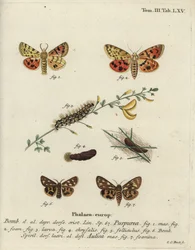 Purpurtiger- und Brauntigermotte