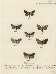 Sächsische Motte, Hyppa rectilinea 1, Schermotte, Hada plebeja 2,3, Sumpfdolch, Acronicta strigosa 4, Braunfleck-Pinion, Agrochola litura 5, Weißlinien-Dart, Euxoa nigrofusca 6, Opigena polygona 7. Handkolorierter Kupferstich von Johann Carl Bock