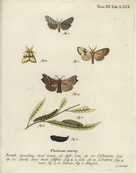 Gefleckter Fußmann, Staurophora celsia und Heroldsmotte.