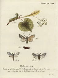 Sprawler-Motte, Asteroscopus sphinx