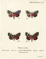 Unterflügelmotten, Catocala pacta und Catocala coniuncta. Handkolorierte Kupferstichgravur von Johann Carl Bock nach Eugenius Johann Christoph Espers „Die Schmetterlinge in Abbildungen nach der Natur“, Erlangen