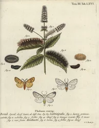 Weiße Tigermotte, Spilosoma lubricipeda