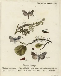 Wermutmotte, Cucullia absinthii, Erlenmotte, Acronicta alni und Cucullia tanaceti. Handkolorierter Kupferstich von Johann Carl Bock nach Eugenius Johann Christoph Espers Die Schmetterlinge in Abbildungen nach der Natur, Erlangen