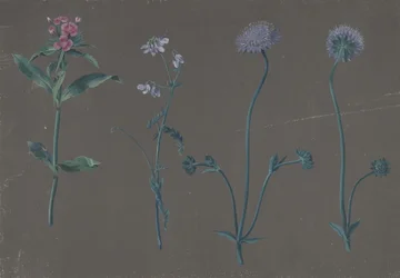 Studie von drei Blumen, 1781