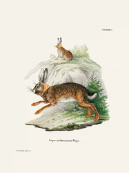 Kap-Hase