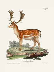 Europäisches Damwild