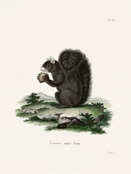 Fuchshörnchen