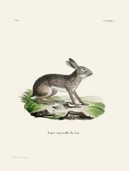 Indischer Hase