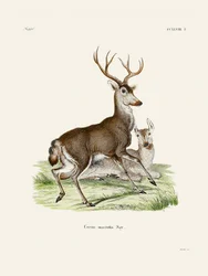 Maultierhirsch
