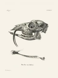 Sibirisches Moschustier