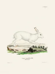 Weißer Hase