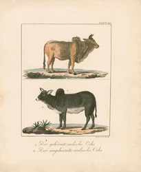 Gehörnte und hornlose indische Ochsen