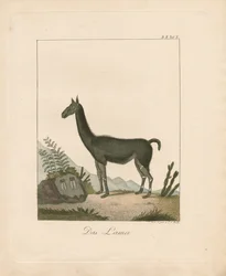 Das Lama