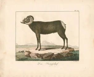 Der Mufflon