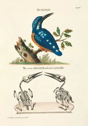 Eisvogel mit Skelett
