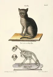 Hauskatze und ihr Skelett