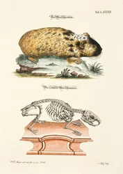 Meerschweinchen und sein Skelett