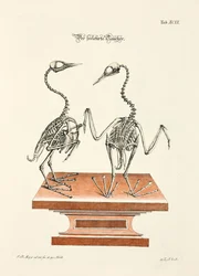 Skelett des Tauchers