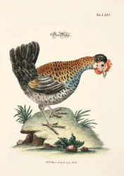 Das Huhn