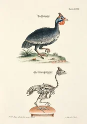 Das Perlhuhn und sein Skelett