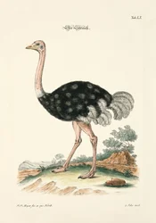 Der Strauß