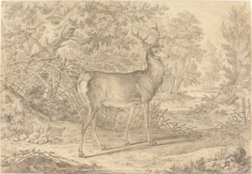 Ein prächtiger junger Hirsch vor einem Flechtzaun