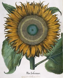 Flos Solis Maior, 1613