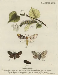 Pappelzahnspinner, Phalera bucephala, und Cosmotriche lobulina