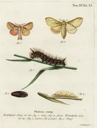 Trinkermotte, Euthrix potatoria.