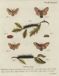 Östlicher Eggar, Eriogaster catax.