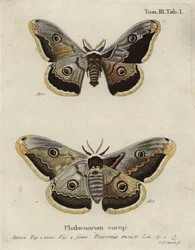 Kaisermotte, Saturnia pavonia.