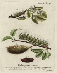 Kaisermotte, Saturnia pavonia, Larve, Puppe, Chrysalis