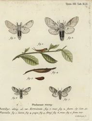 Kleiner Gabelschwanz, Cerura erminea