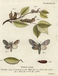 Buchen-Zahnspinner, Stauropus fagi