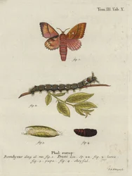 Odonestis pruni Motte