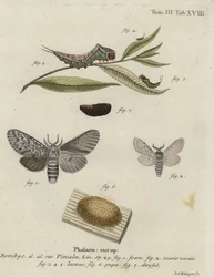 Schwanzfleck, Cerura vinula