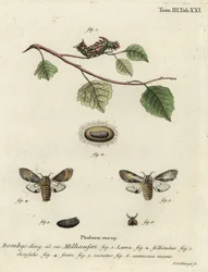 Braungrauer Zahnspinner, Harpyia milhauseri
