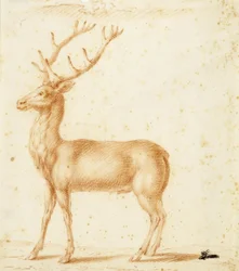 Ein Hirsch