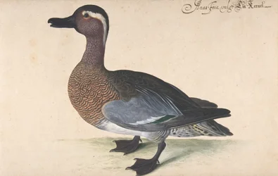 Ein männlicher Krickente, 1604-80