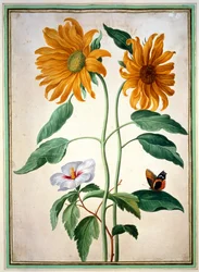 Sonnenblumen, Tafel 18 aus dem Nassau Florilegium