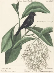 Der kleine schwarze Gimpel