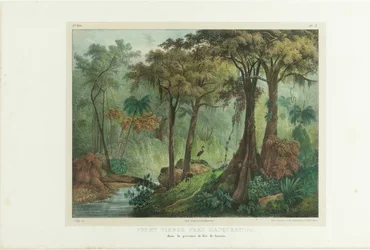 Urwald in der Nähe von Manqueritipa. Aus Malerische Reise in Brasilien