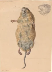 Eine Feldmaus, von unten